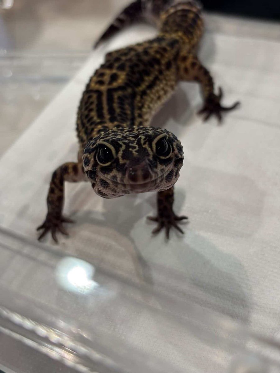 tororo_mon2's tweet photo. 彼女とヒョウモントカゲモドキをお迎えしました🦎
名前はウッタ(웃다)にしました！
背中に可愛いらしいニコちゃんマークを付けた、美人の女の子です🌸
今日から大切な家族の一員。
これからよろしくね¨̮⃝ https://t.co/9aBMsiB2VB