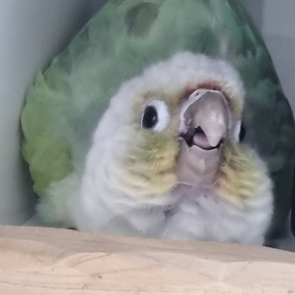 완두가포동~🦜 tweet media