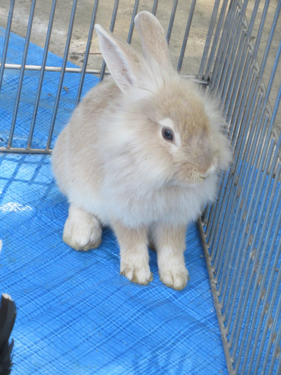 bun_k_sendagi's tweet photo. 千駄木幼稚園の自然豊かな園庭に、一日動物村がやってきました！

エサやりをしたり、抱いたりして、動物たちとの触れ合いを楽しみ、いのちの温かさに気付きました。

明日からの遊びや生活に、どのようにつながっていくのか、楽しみです！ https://t.co/f55HQKXKqP
