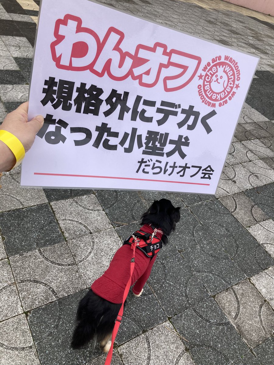 チョコ(デカチワワ) tweet media