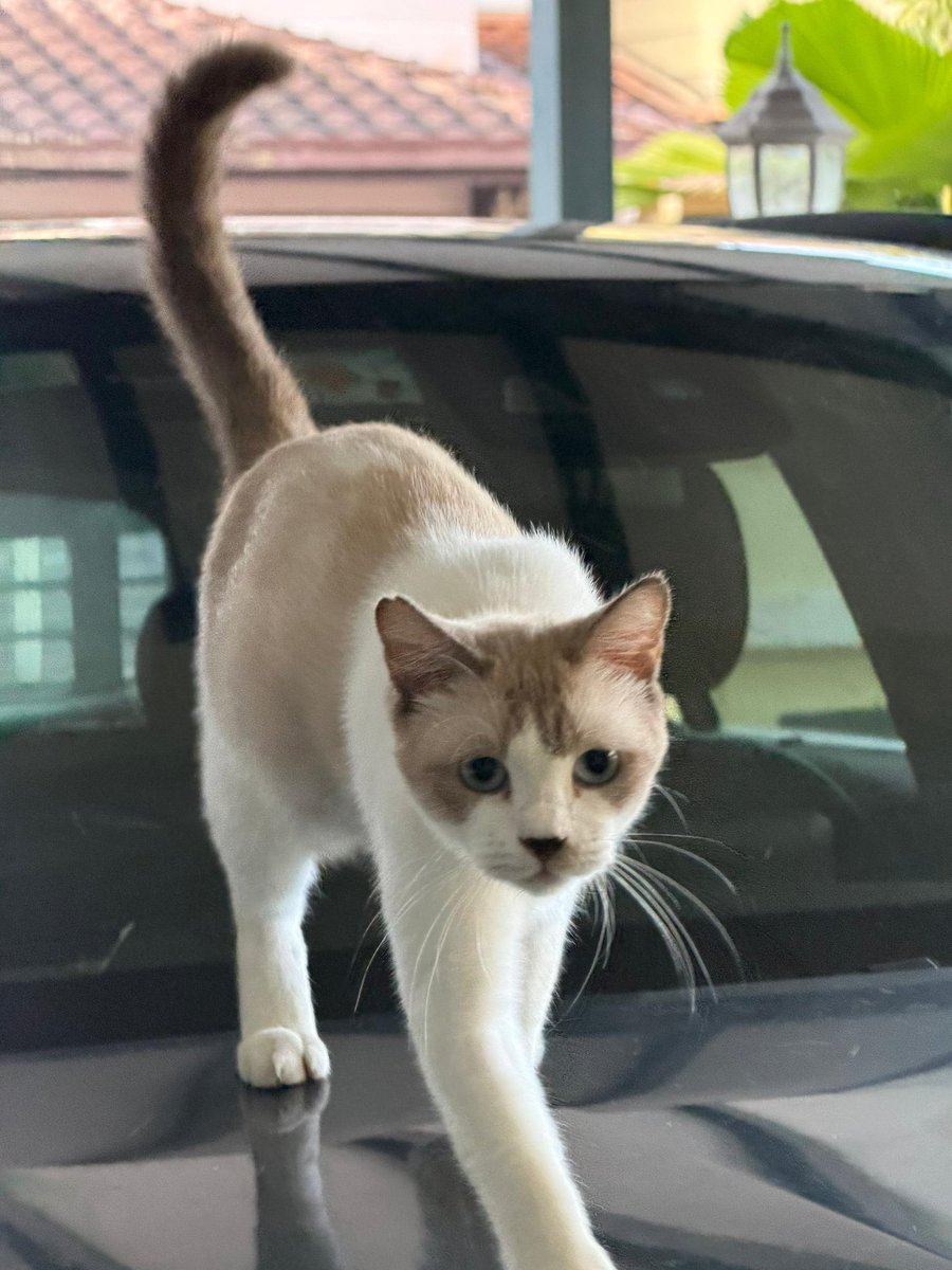 𝐦𝐢𝐨𝐰🐾 tweet media