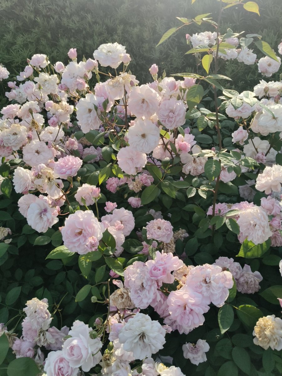 kkdd7673's tweet photo. 薔薇園 https://t.co/fPVX8BU87s