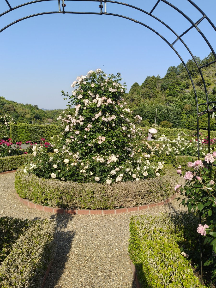kkdd7673's tweet photo. 薔薇 https://t.co/CSEsj34tmK