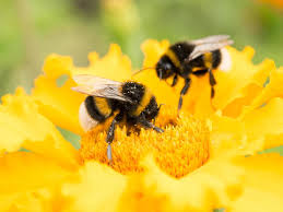 InfraNewsTube's tweet photo. Odisha’s first-ever Bee Corridor
Developing nearly 20,000 flowering plantations across Sambalpur, Berhampur and Dhenkanal
Promotes biodiversity, support honeybee conservation and enhance the natural beauty of highways
#NHAI #Odisha #beecorridor #highway #honeybees #InfraNewsTube