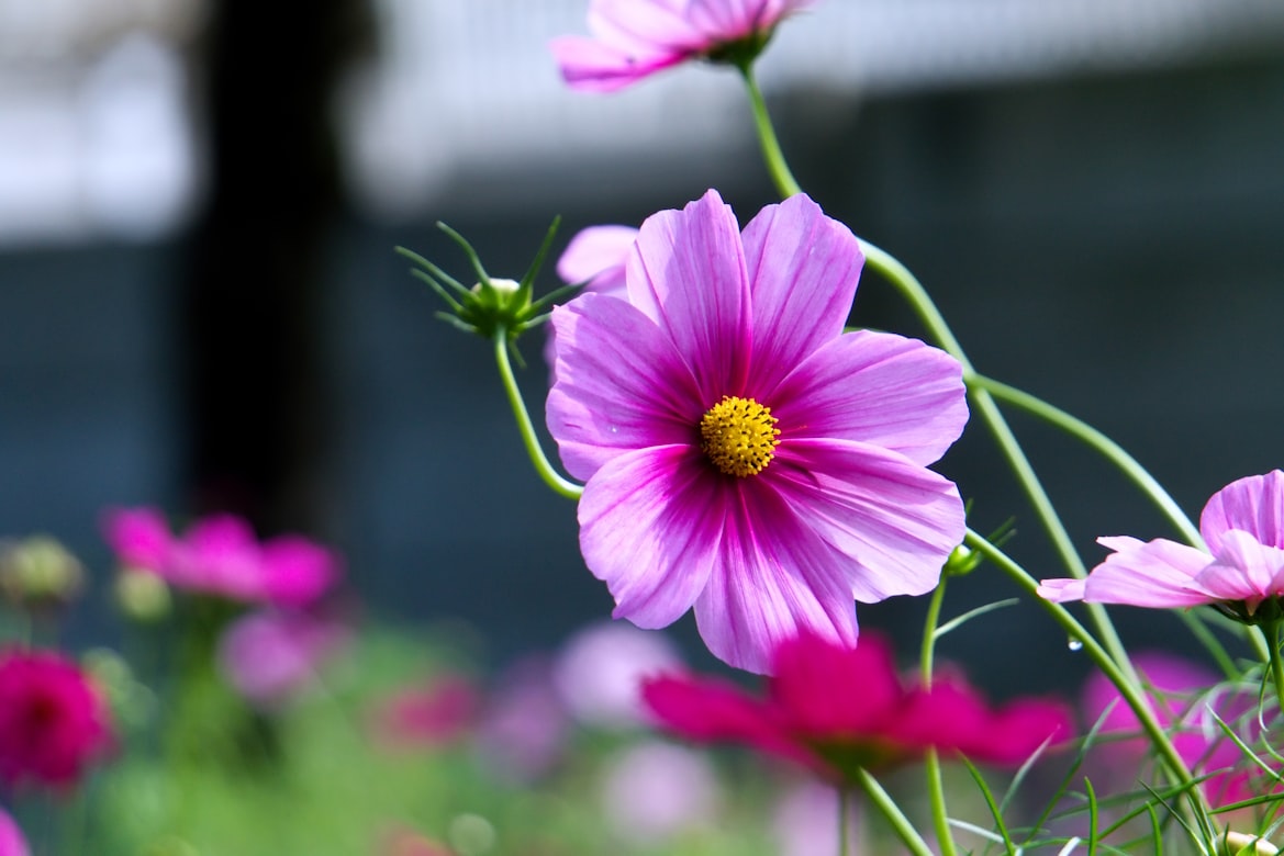 GardenOwne19328's tweet photo. Name-Cosmos
Swaying in the breeze and soaking up the sun. There is something so effortlessly beautiful about Cosmos flowers. 🌸✨"
#MacroFlower #GardenOwner #FlowerStagram #MacroPhotography #BlossomOfTheDay #PetalsPerfection #GardenLife #NatureAesthetics #FocalMark https://t.co/aHxkHqjKfF