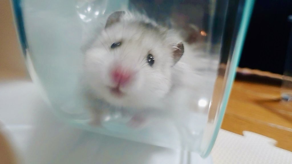 🐹どんちゃん🐹 tweet media