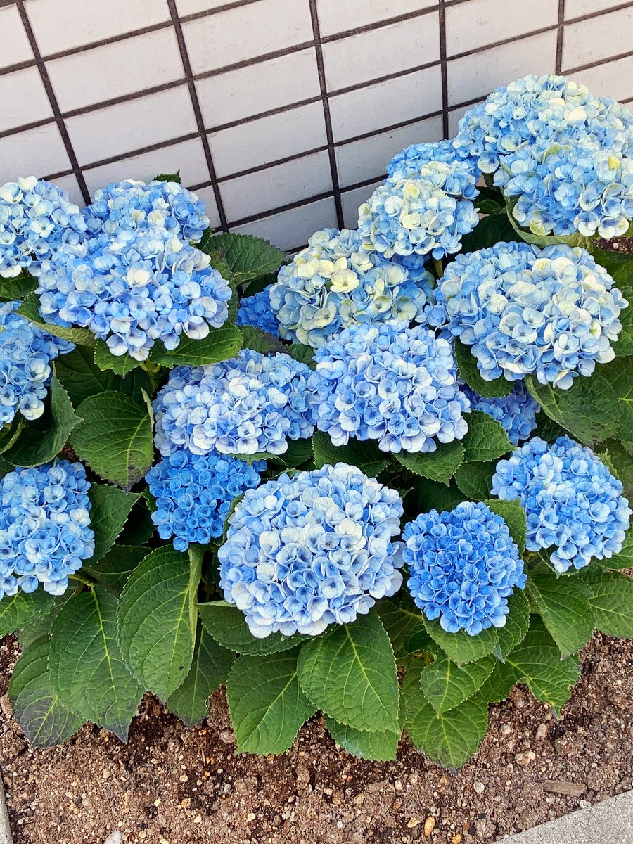 瀬那 tweet media