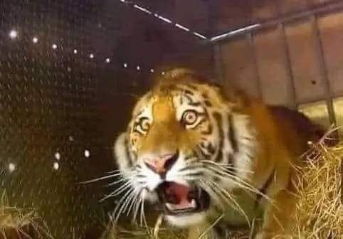 TIGGY tweet media