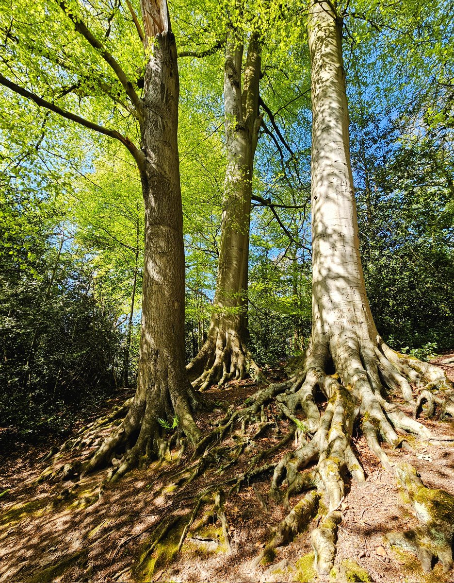 HikingManchest1's tweet photo. Good things come in threes 💚
#thicktrunktuesday #beech https://t.co/DIZa6OQVVz