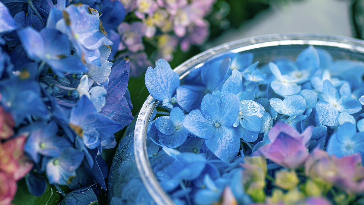 noco|花の写真家 tweet media