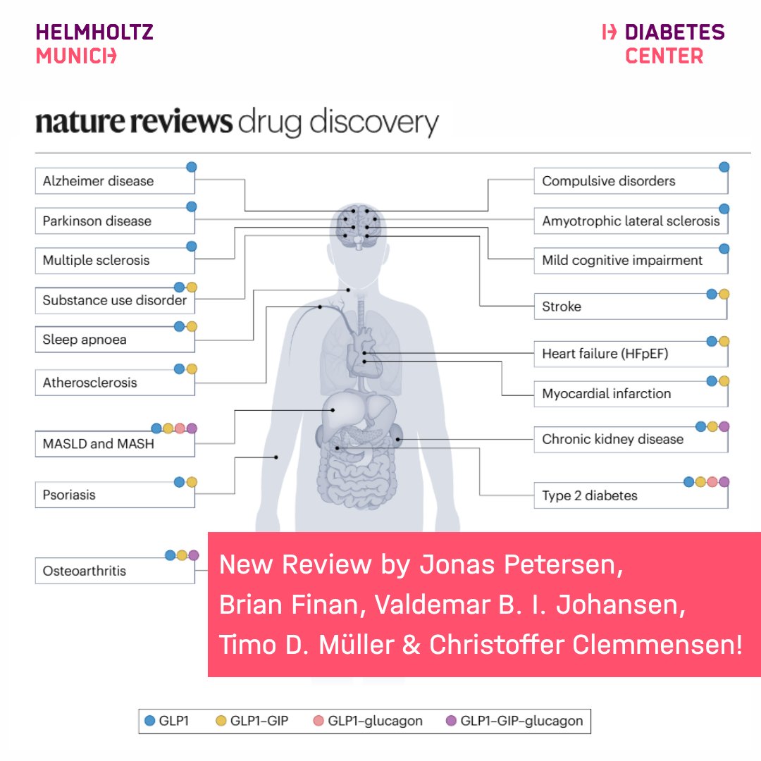 helmholtz_diabc's tweet photo. New review by Jonas Petersen, @TimoMueller_IDO, @clemmensenc et al.:

“The evolving landscape of obesity pharmacotherapy”

📖 @‌NatRevDrugDis | 🔗 https://t.co/pjHIKyttE3
👉 A timely overview of next-generation #obesity therapies beyond #GLP1. https://t.co/WlF95AYWZC