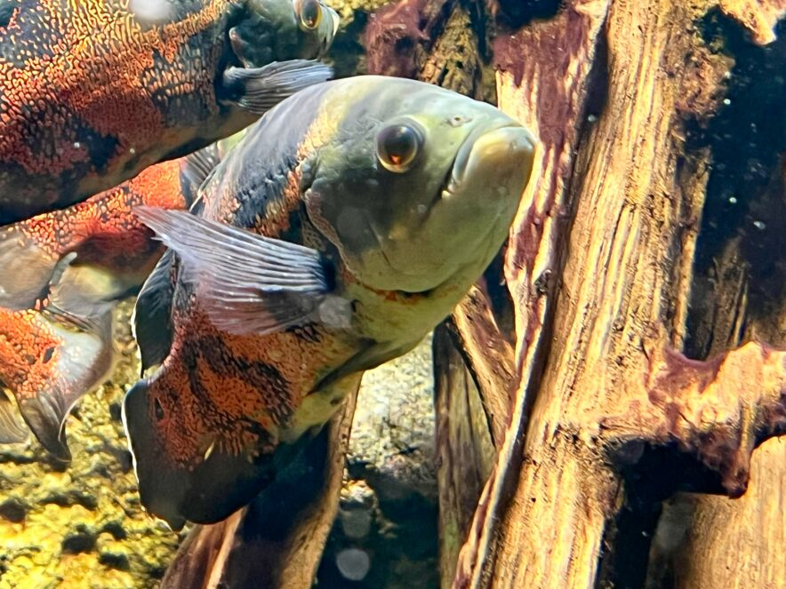 目が離せない色彩の迫力を持つ熱帯魚＜オスカー＞ 体色の種類＆飼育の