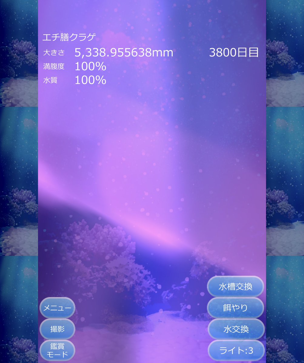 shima_BT's tweet photo. うちのエチ膳クラゲがここまで大きくなりました(3800日目) https://t.co/btBZnLLzxU