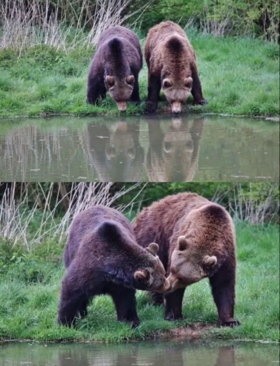 bear tweet media
