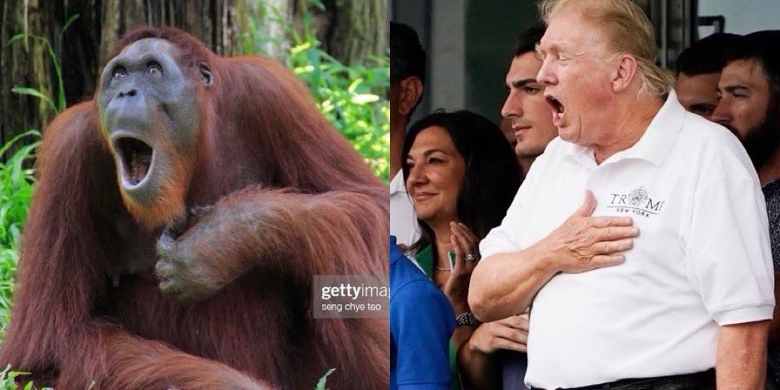 AntiTrumpCanada's tweet photo. One is an intelligent, emotionally complex species capable of empathy and long-term thinking. The other holds the nuclear codes. https://t.co/paTqwyTUxw