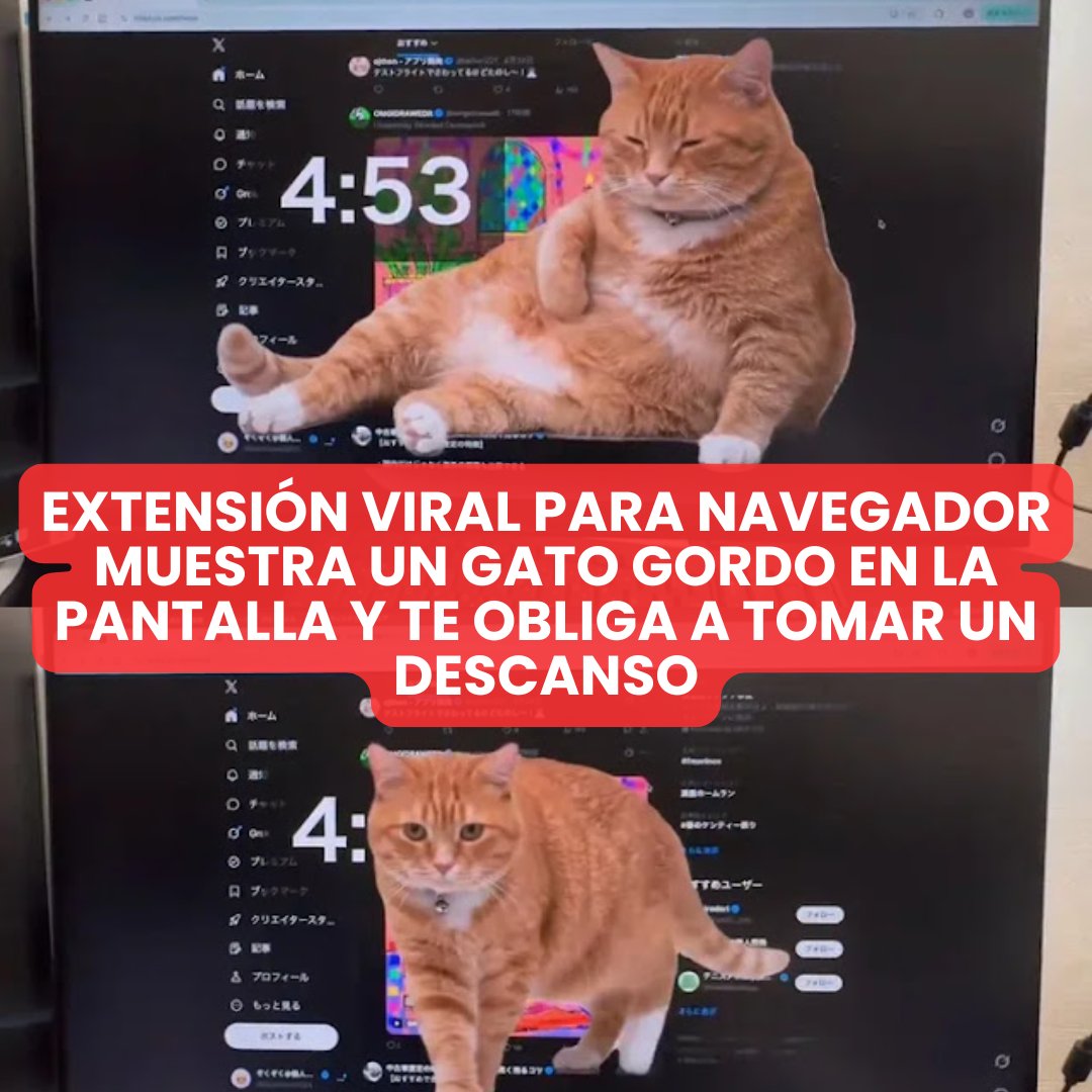 Gatitos y Perritos Chidos tweet media