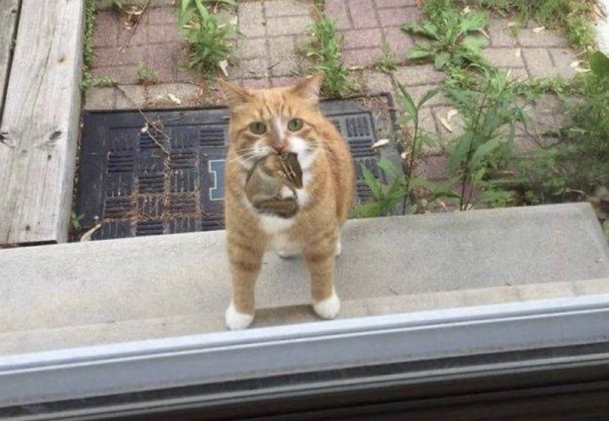 Cat is life ~猫は人生~ tweet media