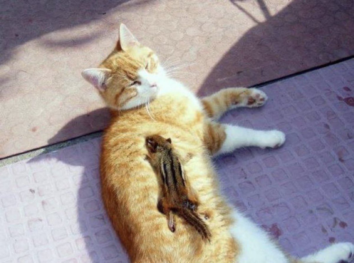 Cat is life ~猫は人生~ tweet media