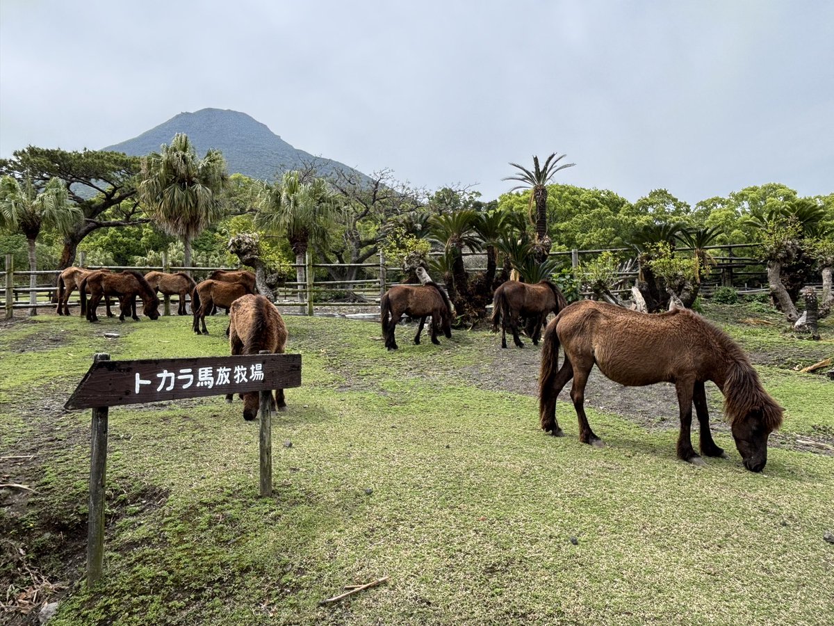 tab_ilove's tweet photo. 鹿児島旅から1か月。鹿児島行きたい。
お馬さんたち元気かな…。 https://t.co/I0cr38bkrL
