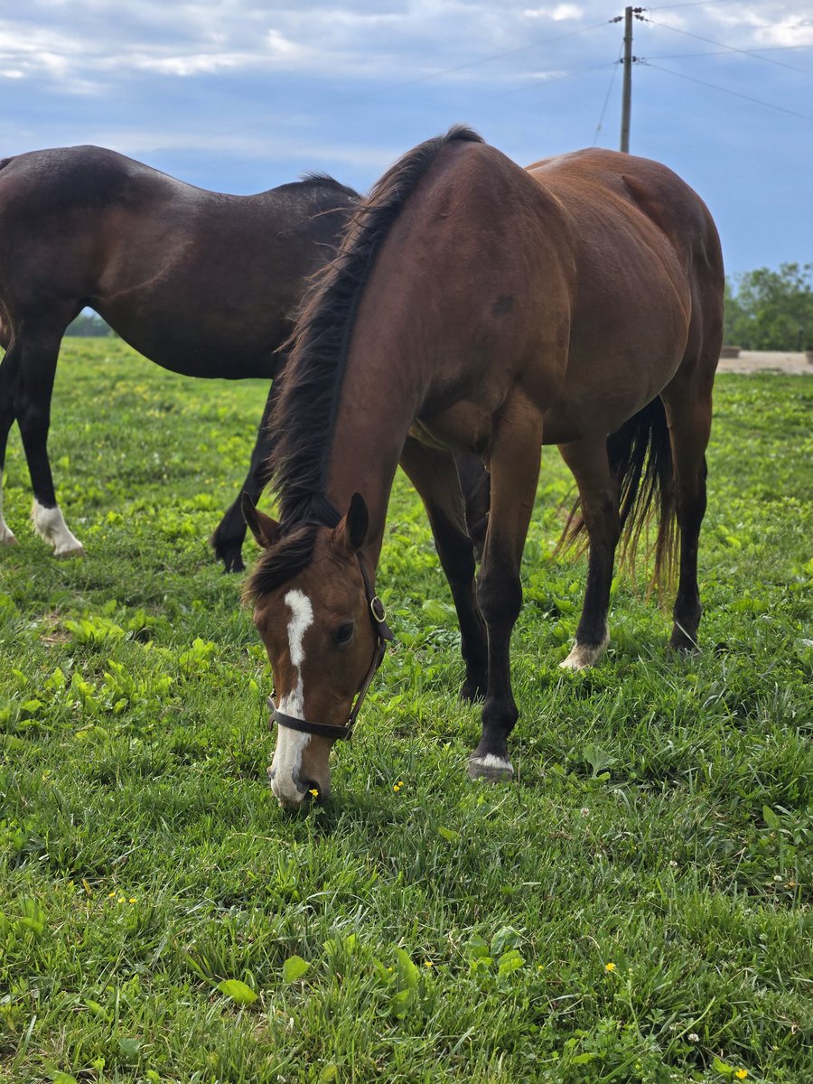 MimsRetirement's tweet photo. The ladies eat hay all year round.  Just a bit less in the warm months. We have about a months worth left. If you'd like to donate to our hay fund you can do so at https://t.co/TvTUW5Zl4D  just hit the donate button. Thank you all for all your support for the ladies a Tea Biscuit https://t.co/8Oo8Vo2rkU