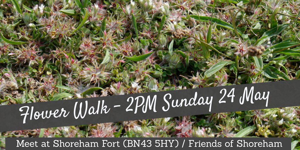 friendsofshore1's tweet photo. Join Sunday's #FlowerWalk (24 May) on #ShorehamBeachLNR. Meeting at 2PM at Shoreham Fort (BN43 5HY) - go to #ShorehamFort to join us. More event and FoSB info: https://t.co/0YqFe9R9aZ https://t.co/pyfo3mXuBT