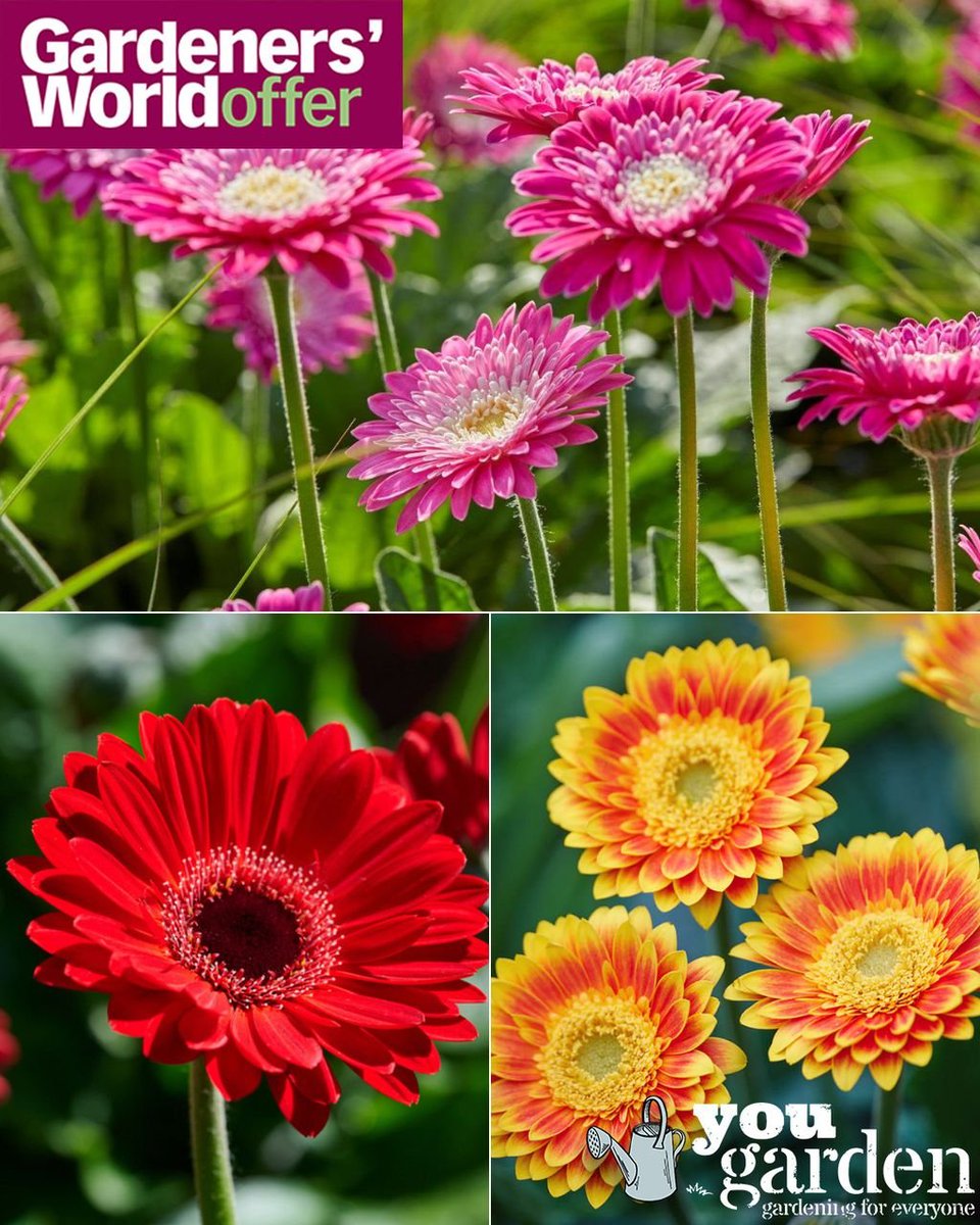 BBC Gardeners' World Mag tweet media