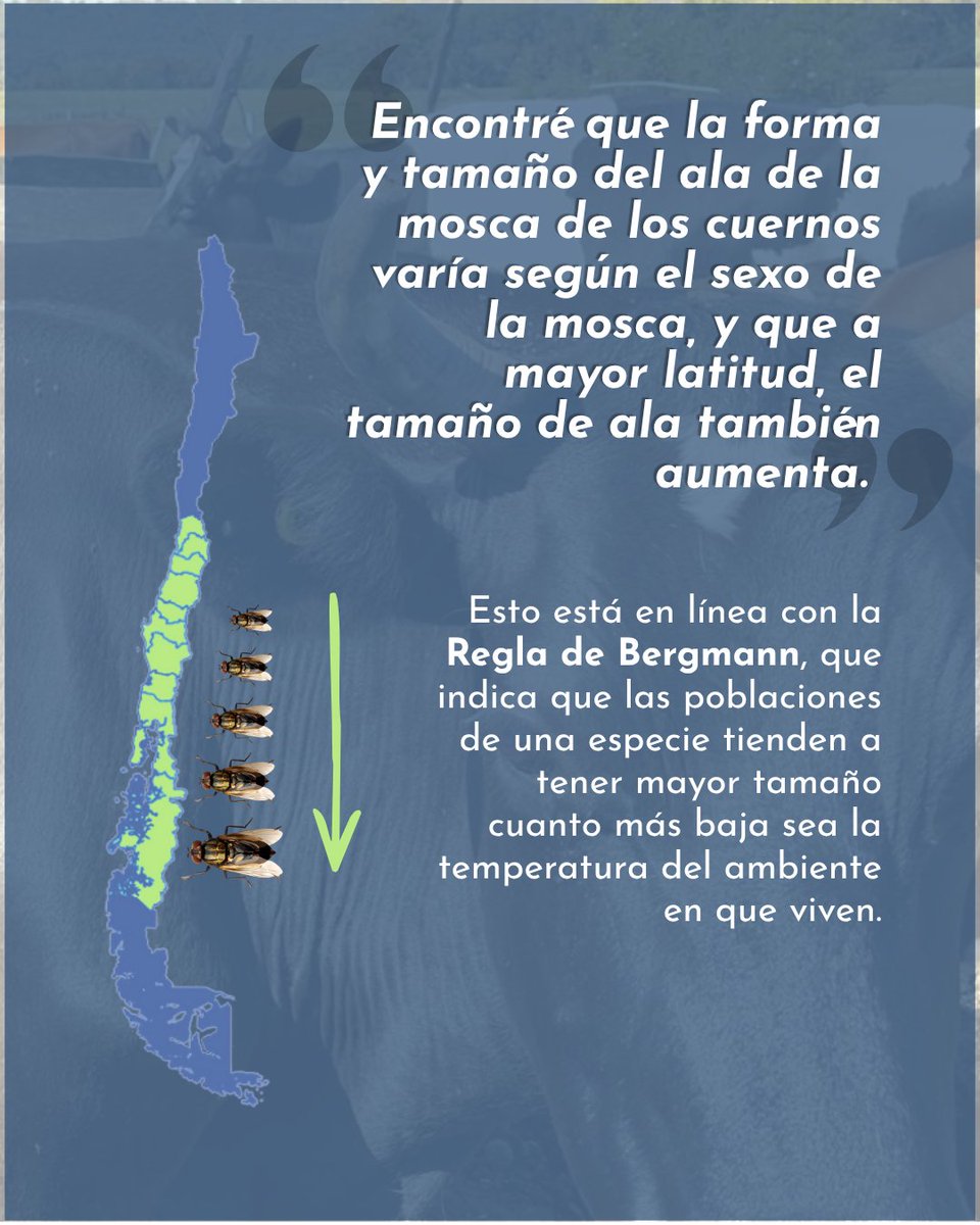 AnilloPIC2's tweet photo. #TesistasPIC2 Conoce más de la tesis de Rocío Oróstica, que estudió la morfometría de las alas de la mosca de los cuernos, Haematobia irritans 🪰

#ATE230025 #CentrosANID https://t.co/26KEpeeiXf