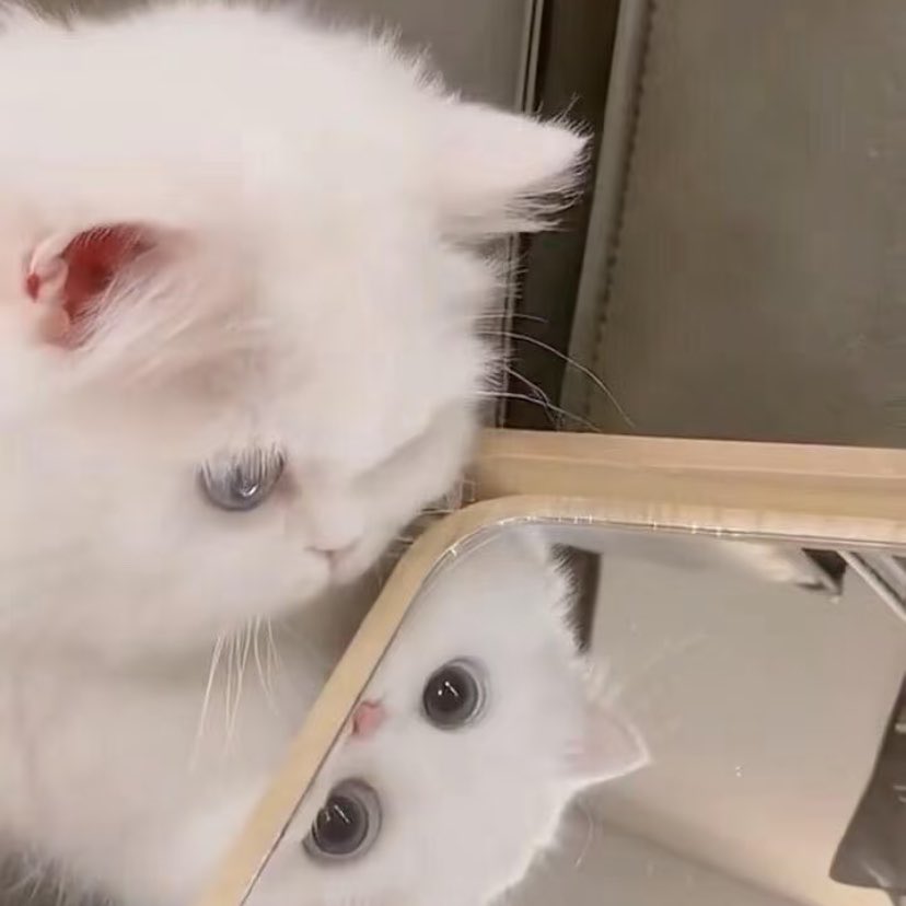 juhoonwink's tweet photo. pretty little white cat staring at the mirror  𖾕𖾝꙼ᩚ𛲕𖾟 https://t.co/YRNGC7SVWC