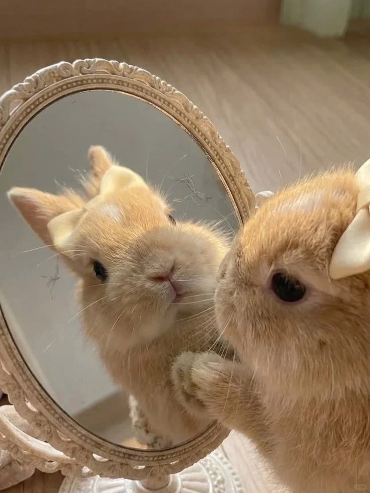thepopularanimals tweet media