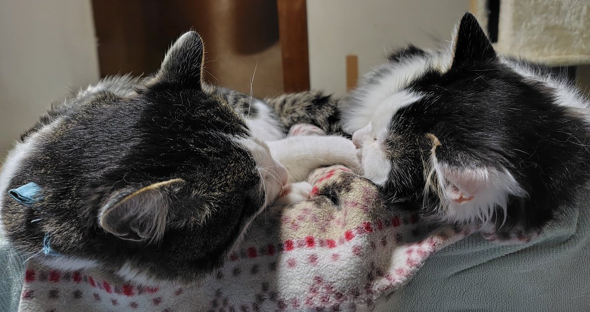 hito2san's tweet photo. ケンカもするけど…
なんやかんやで
寝てる時は仲良し⁉️
ちたお😼&amp;おちゃ子😾
#猫　#猫好き　#猫と暮らす https://t.co/q0piqfTGvB