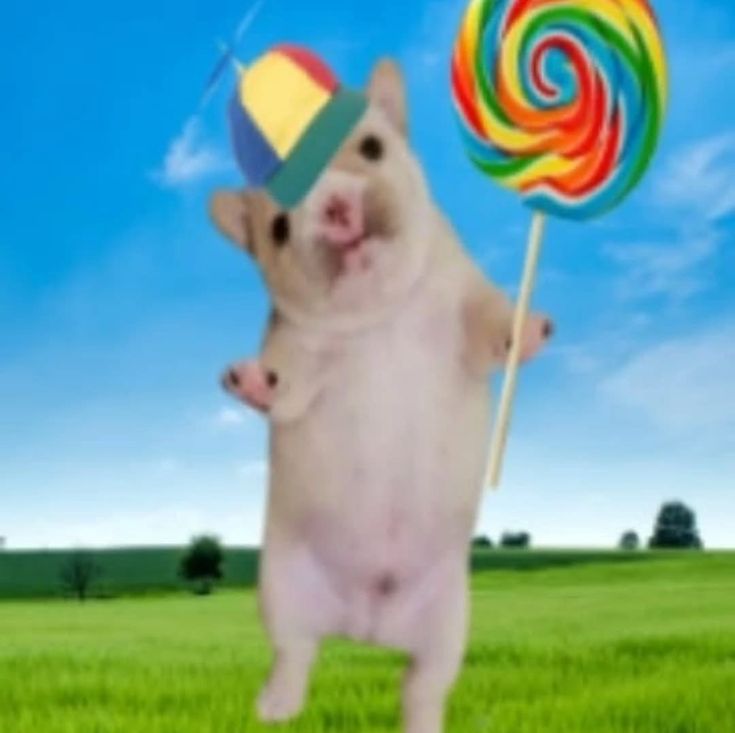 Clov! 🍉 tweet media