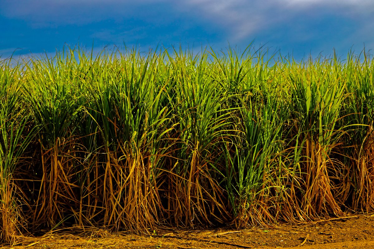 sugaronline's tweet photo. #SUGAR NEWS #SOUTHAFRICA 🇿🇦: 2026/27 #sugarcane crushing season off to a strong start – SA Canegrowers: https://t.co/8NO0nCkEjV.

Join us today to read the full story! https://t.co/DmobmhF1Ze

#commoditiestrading #softcommodities #sugarindustry https://t.co/YplRPnstcl