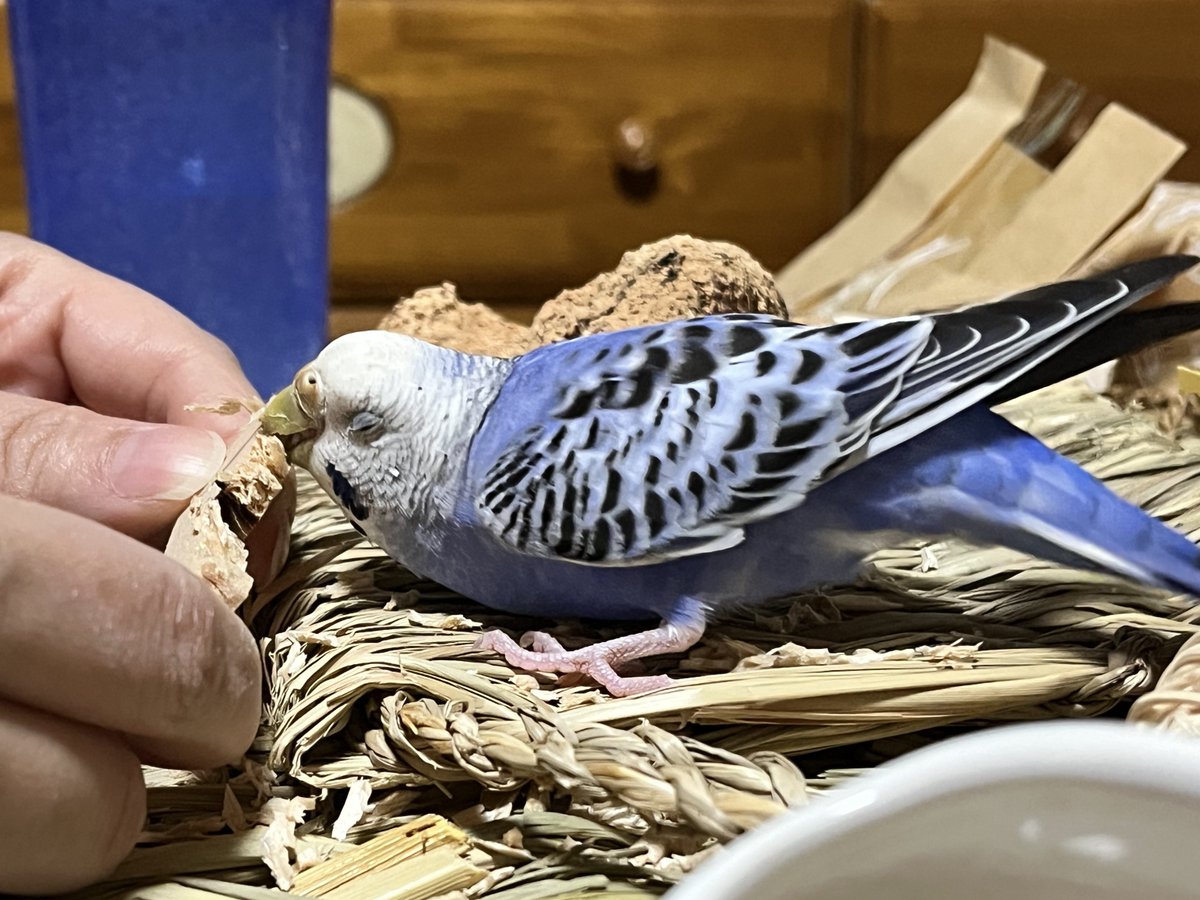 Dominique(ドミニク又はドミ肉) tweet media