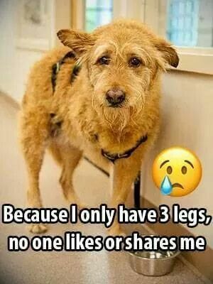 Dog Lovers tweet media