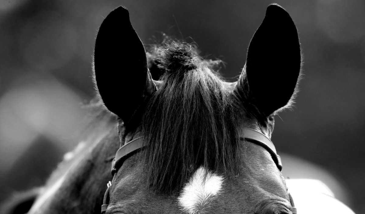 British Horseracing Authority tweet media