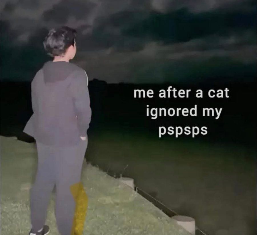 Tweets Of Cats tweet media