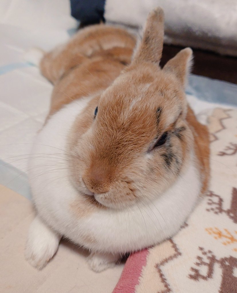 うさぎ #癒し #可愛い #可愛いは正義 #可愛いと思ったらRT #うさぎ好き