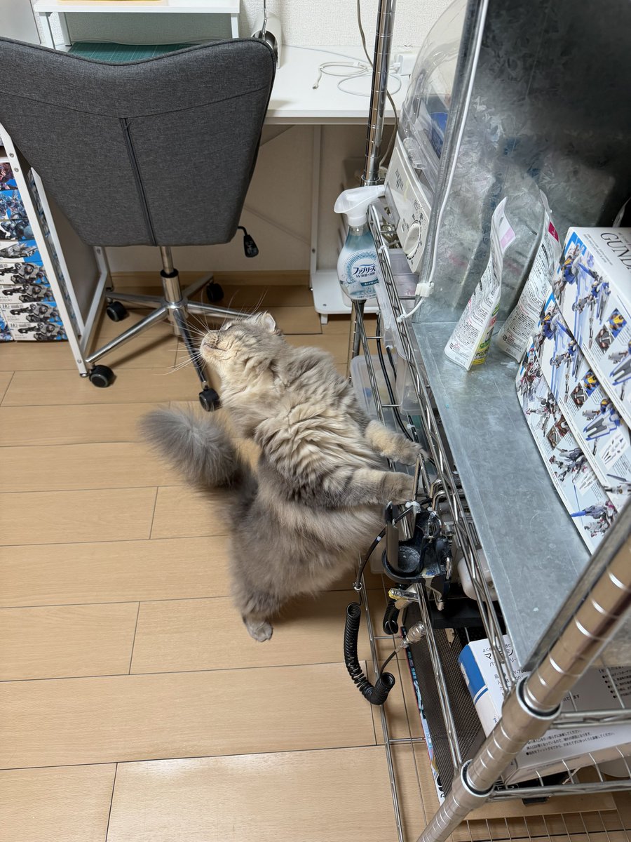 ひまり🦊こまじろう🦭ぐみ🐔 tweet media