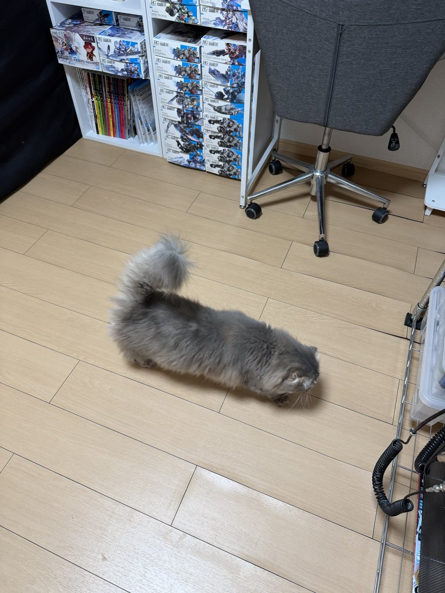 ひまり🦊こまじろう🦭ぐみ🐔 tweet media