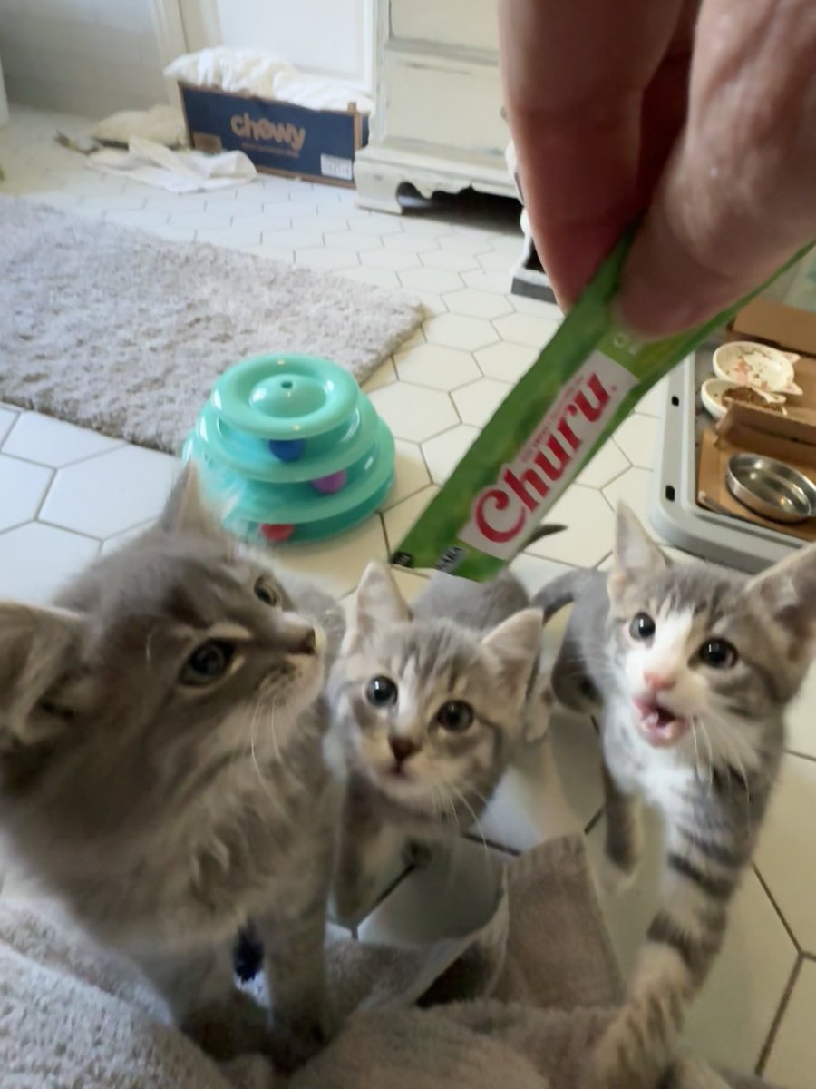 AssCat tweet media