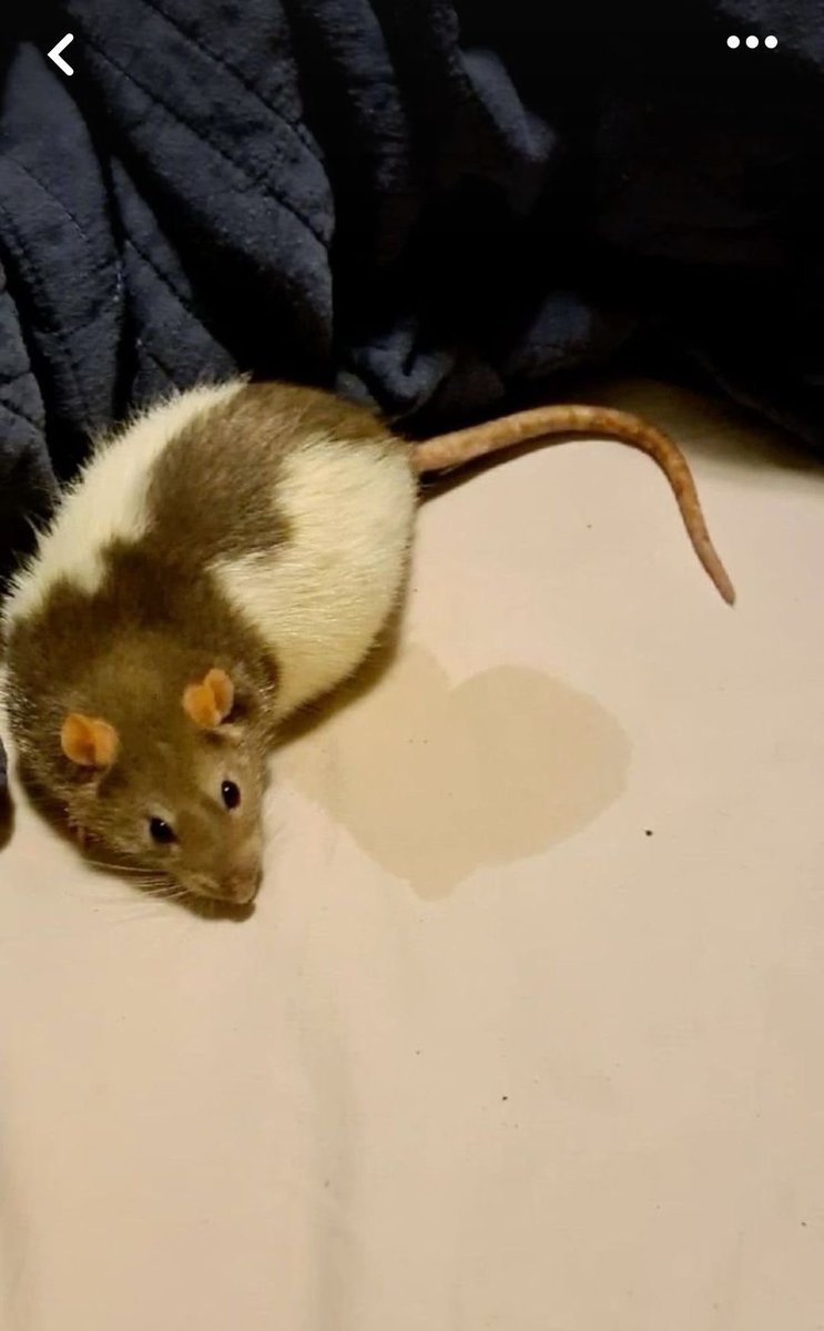 Rat 🎀 tweet media
