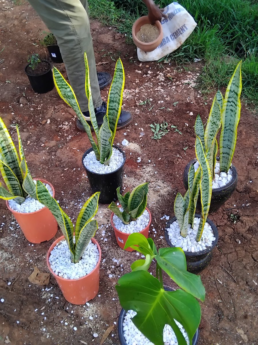 Shawrry for Plants🪴 💙 tweet media