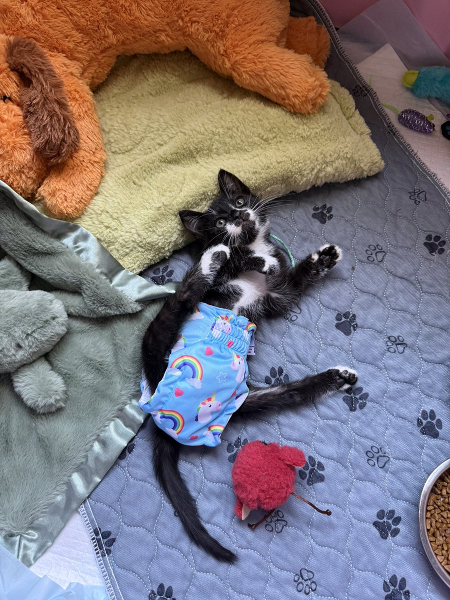 Friends of Bear Cat Rescue tweet media