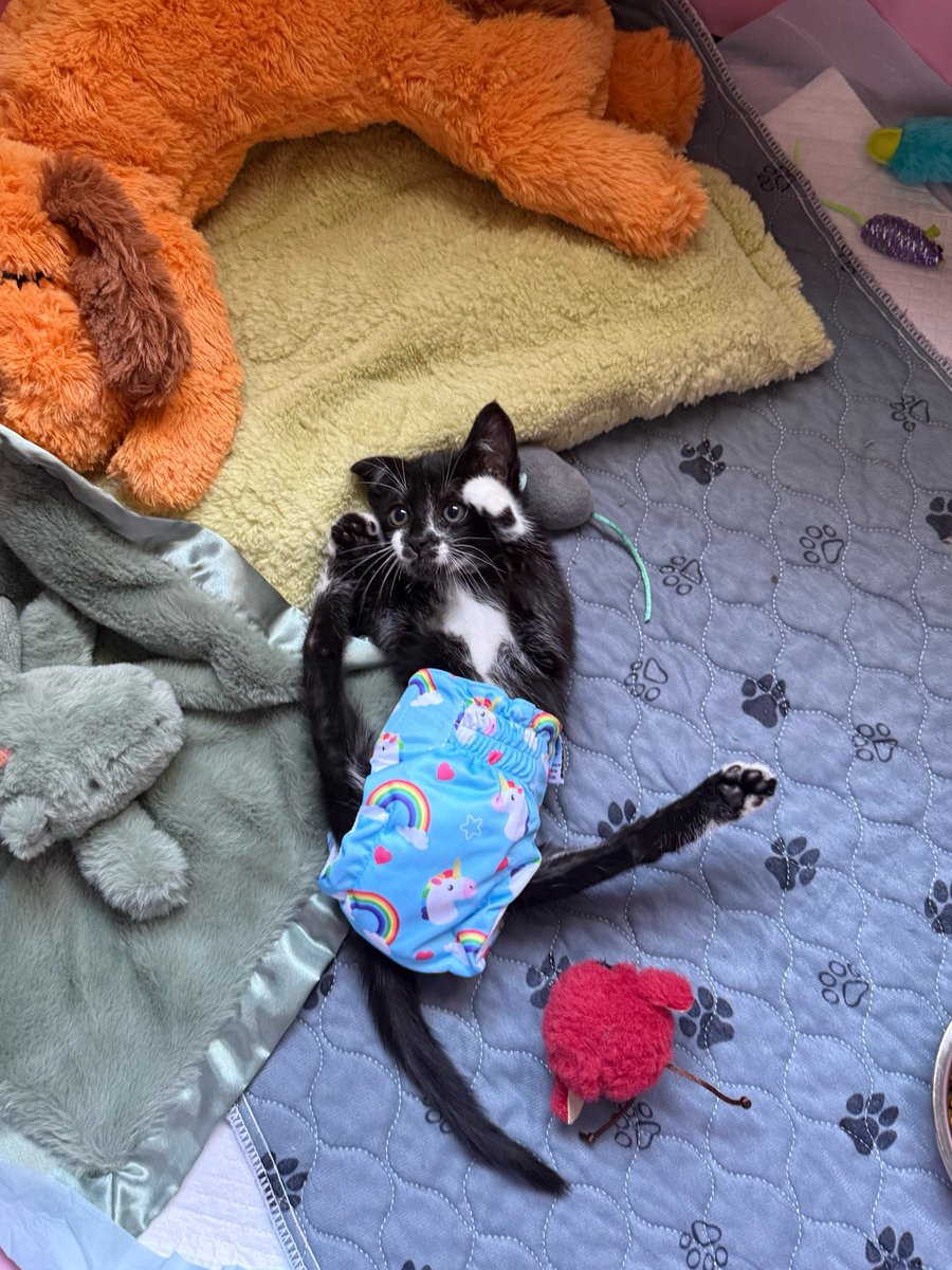 Friends of Bear Cat Rescue tweet media