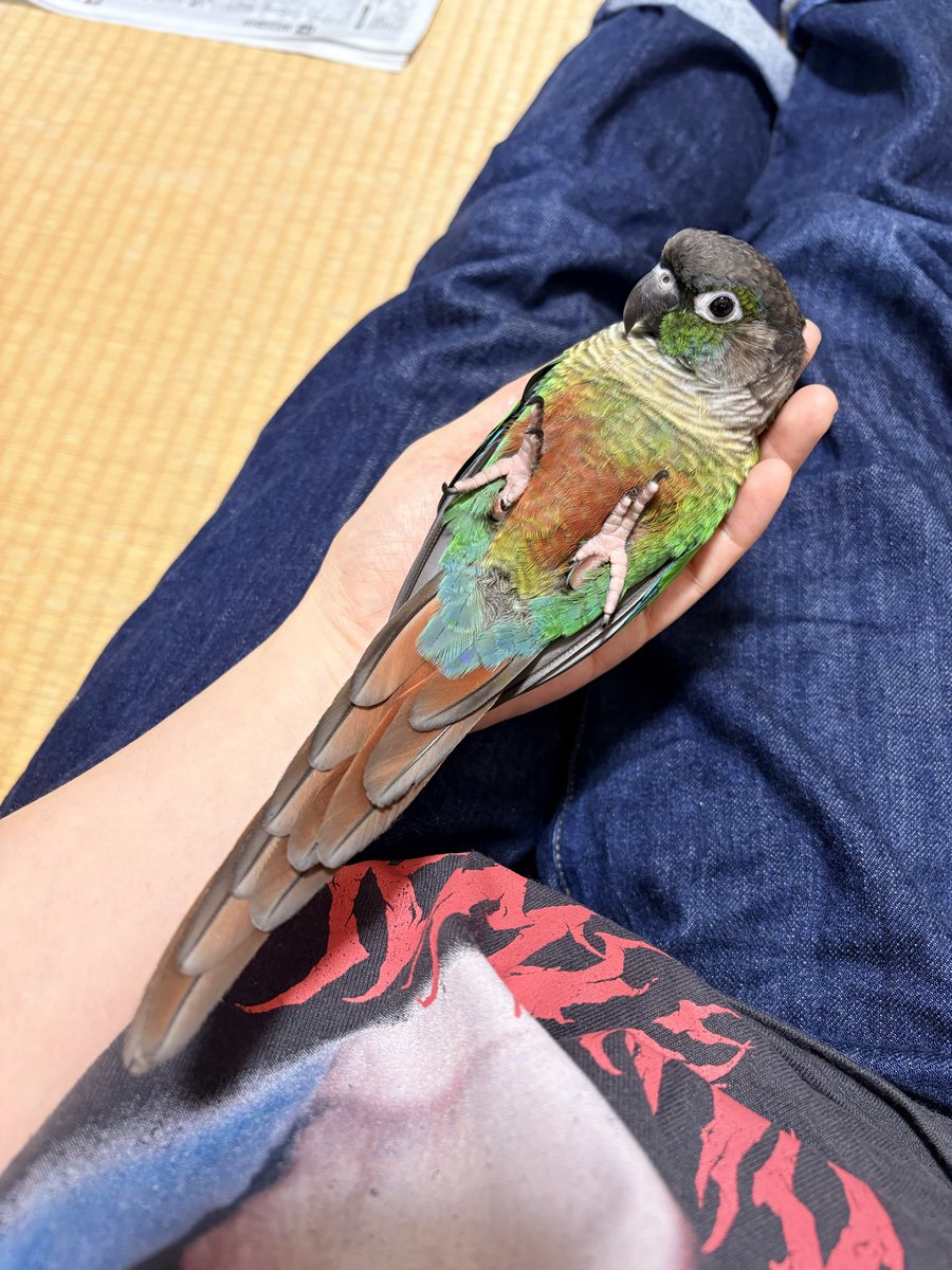 ふるやますみ tweet media