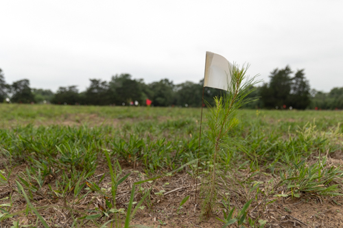 TXForestService's tweet photo. Texas A&amp;M Forest Service recently planted 150 drought-hardy loblolly pine seedlings at the future Schulze Seed Orchard in Bastrop County.

These seedlings will help support future reforestation efforts in the Lost Pines following wildfires and support nearby lands. https://t.co/4NIih19YV6