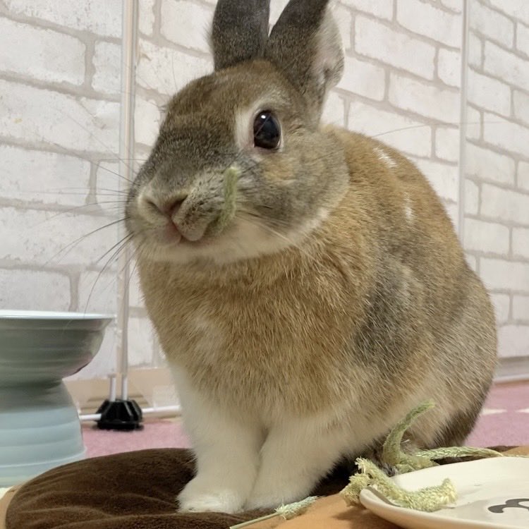 うさぎ