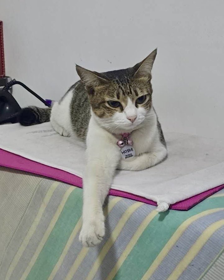 Hoshi the cat 🐯 tweet media