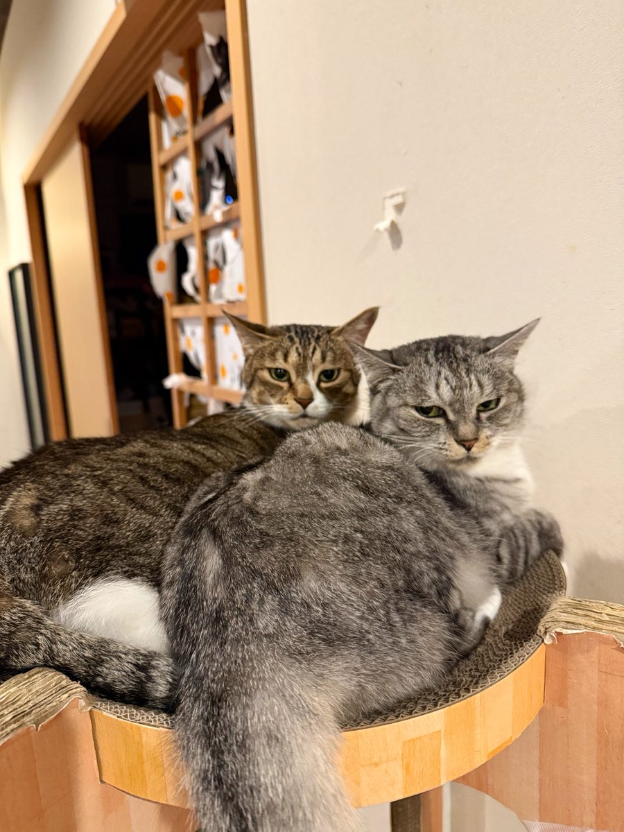 ココニャ@猫写真集、発売中！ tweet media