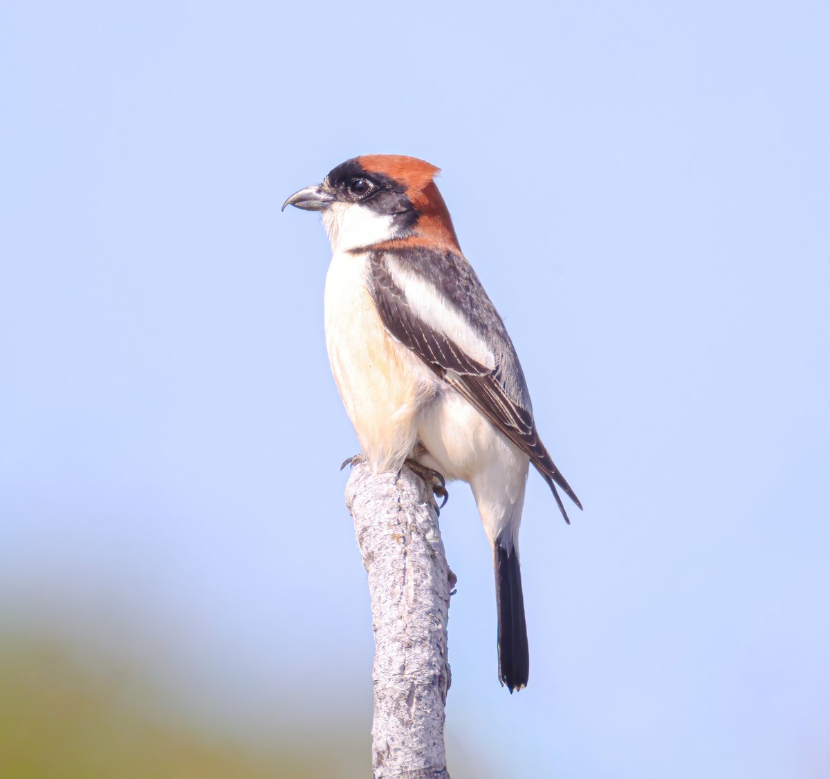 Jeff’s Wildlife Photography tweet media